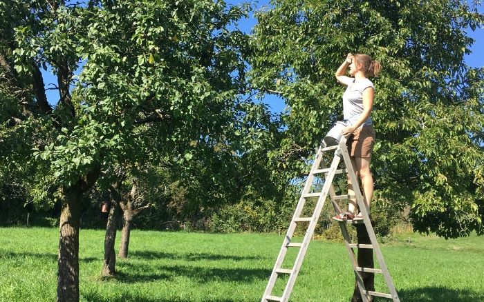 Wenn der Obstbaum zu hoch ist, hilft die Leiter.