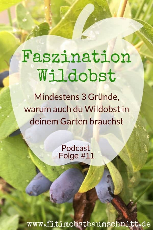 Wildobst in deinem Garten Aronia, Maibeere Fit im Obstbaumschnitt Podcast Nr 11